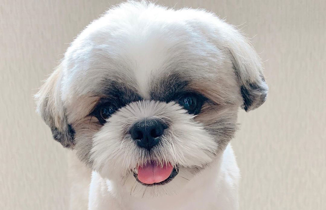How to Clean Shih Tzu Tear Stains