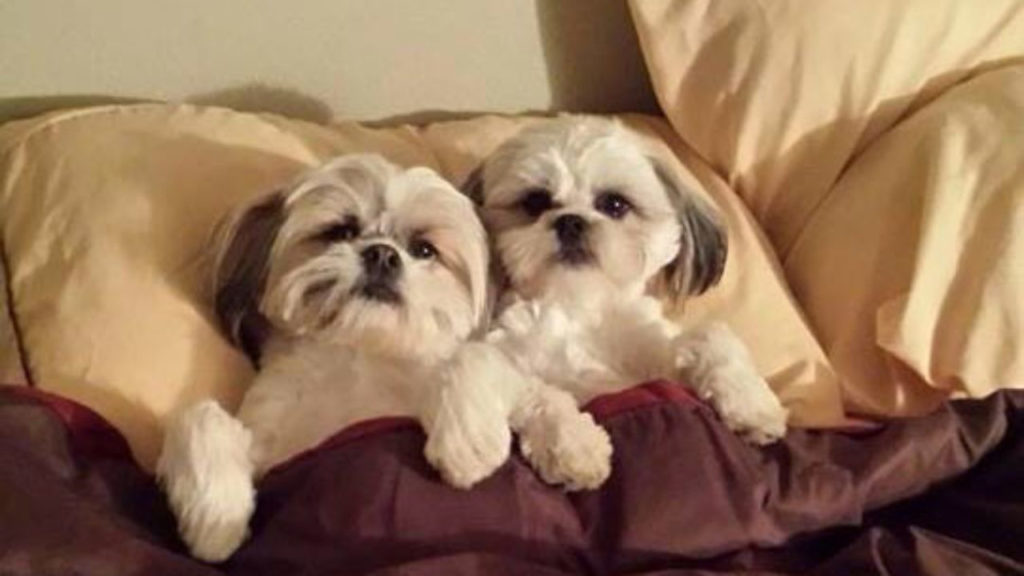 Letting Your Shih Tzu Sleep in Your Bed? Here’s How to Do It Safely Shih Tzu World