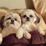 Letting Your Shih Tzu Sleep in Your Bed