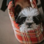 Shih Tzu Puppy