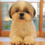 Shih Tzu Dental Care
