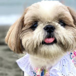 Oldest Shih Tzu