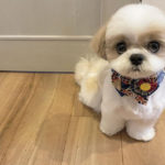 Shih Tzu Dry Skin