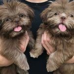 Solid Brown Shih Tzu