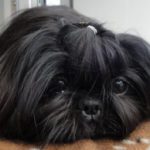 Black Shih Tzu