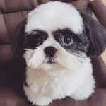 black-white-shihtzu