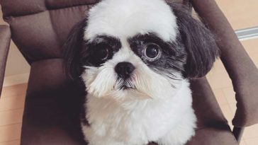 black-white-shihtzu