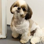 What youneed to know about Shih tzu Tail