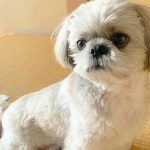 Solid White Shih Tzu
