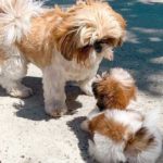 Fully Grown Shih Tzu