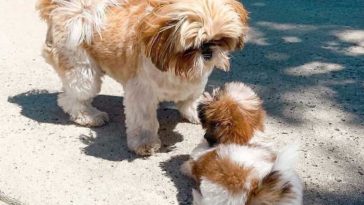 Fully Grown Shih Tzu