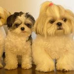 Shih Tzu Life Span
