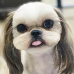 Shih Tzu Weight Guide