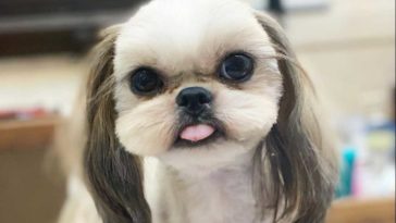Shih Tzu Weight Guide