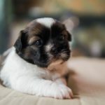 Shihtzu Terrier Mix