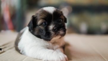 Shihtzu Terrier Mix