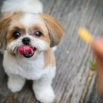 How to Obedience Train a Shih Tzu Puppy