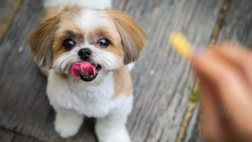 How to Obedience Train a Shih Tzu Puppy