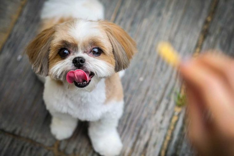 How to Obedience Train a Shih Tzu Puppy