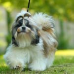 Female Shih tzu Names