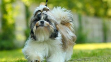 Female Shih tzu Names