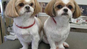 Shaving a Shih Tzu