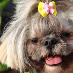 Shih Tzu with Underbite