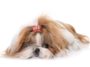 Shih tzu snoring