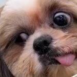 Shih Tzu makes hilarious face while being groomed