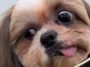 Shih Tzu makes hilarious face while being groomed
