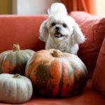 Can Shih Tzus eat fruits and vegetables