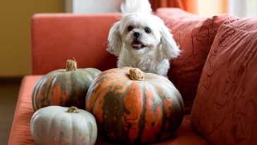 Can Shih Tzus eat fruits and vegetables