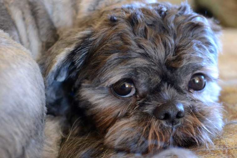 Shih Tzu Sleeping Patterns Shih Tzu World