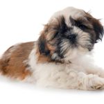 Top 5 Shih Tzu Homemade foods