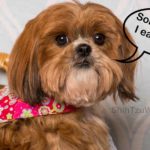 Shih Tzu eating poop
