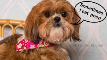 Shih Tzu eating poop