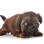 Brindle Shih Tzu